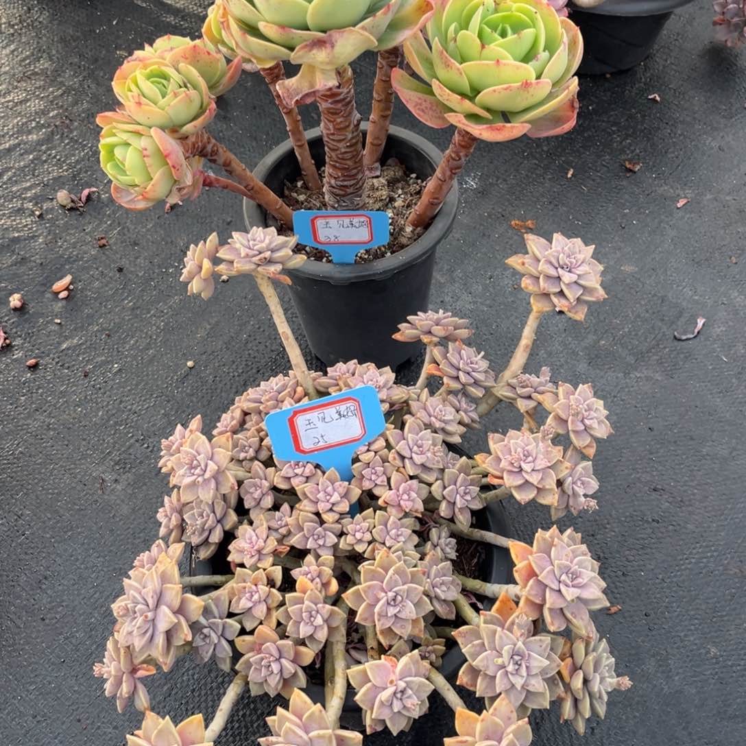 小雨多肉玉见美好碧桃阿伦陪