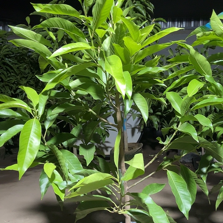 完全开放白兰花80价位