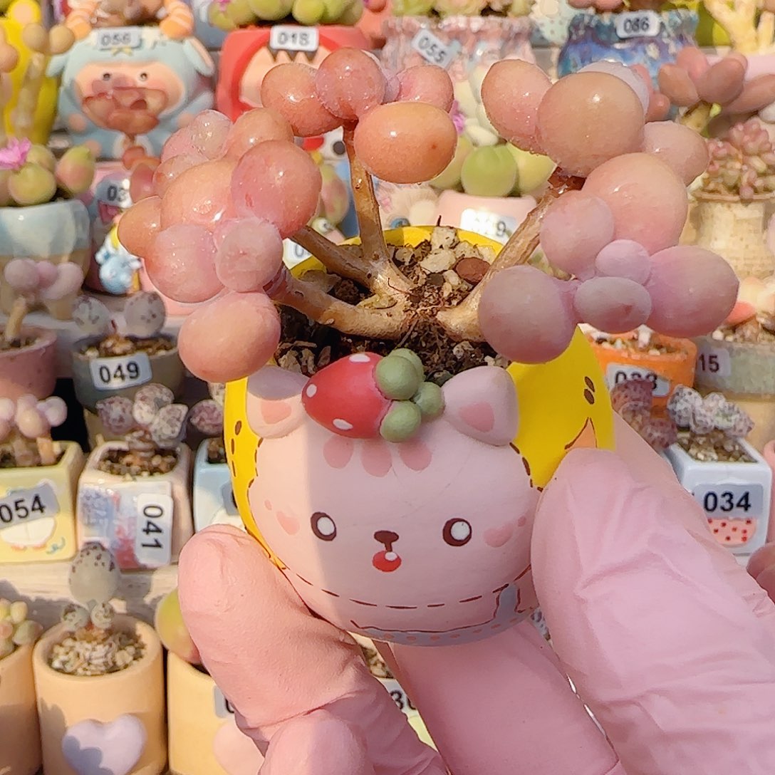 L造型桃蛋 盆口2.5cm