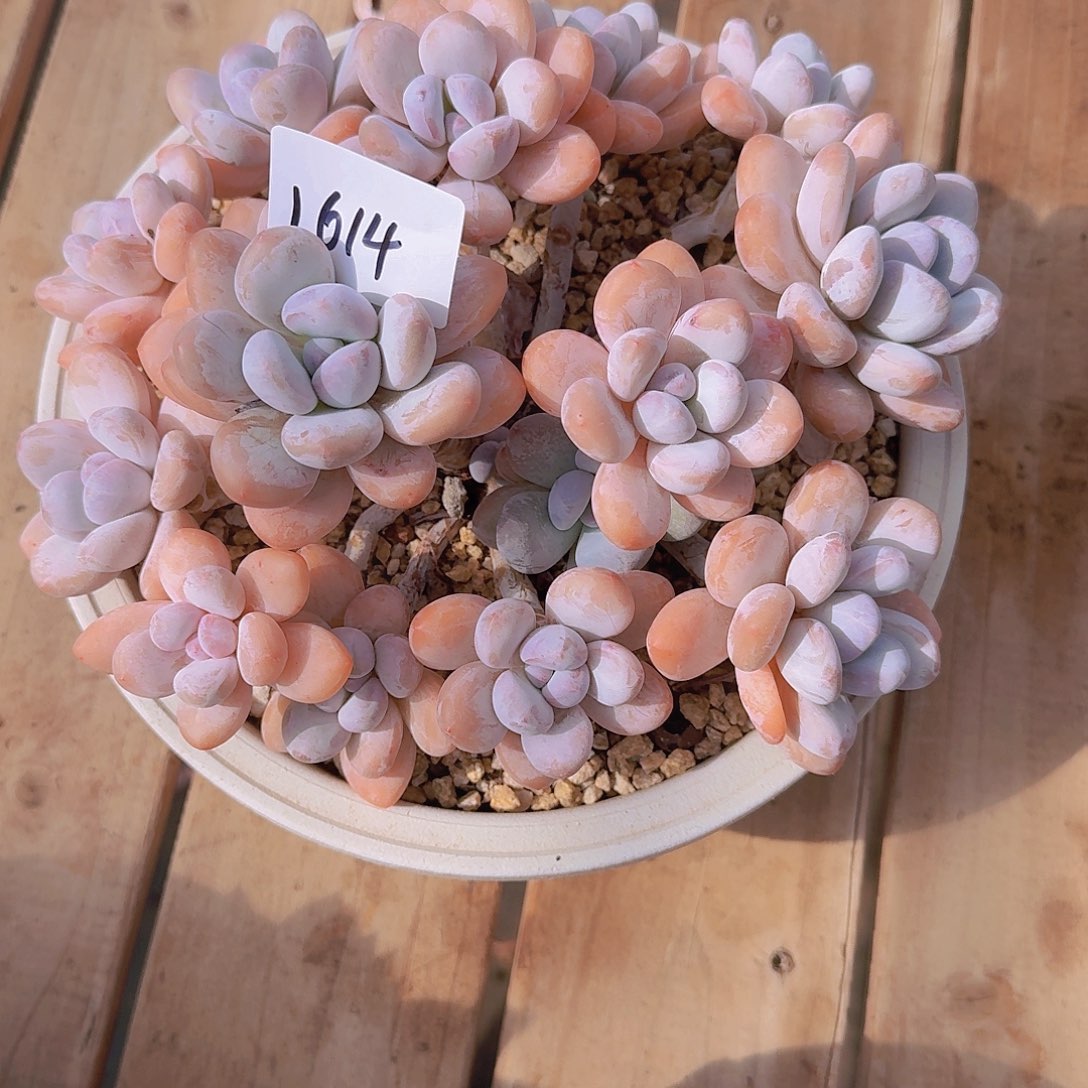 柔***情1614香水多肉植物