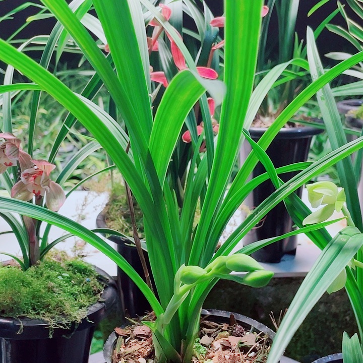 用***2完全开放一物一漂亮