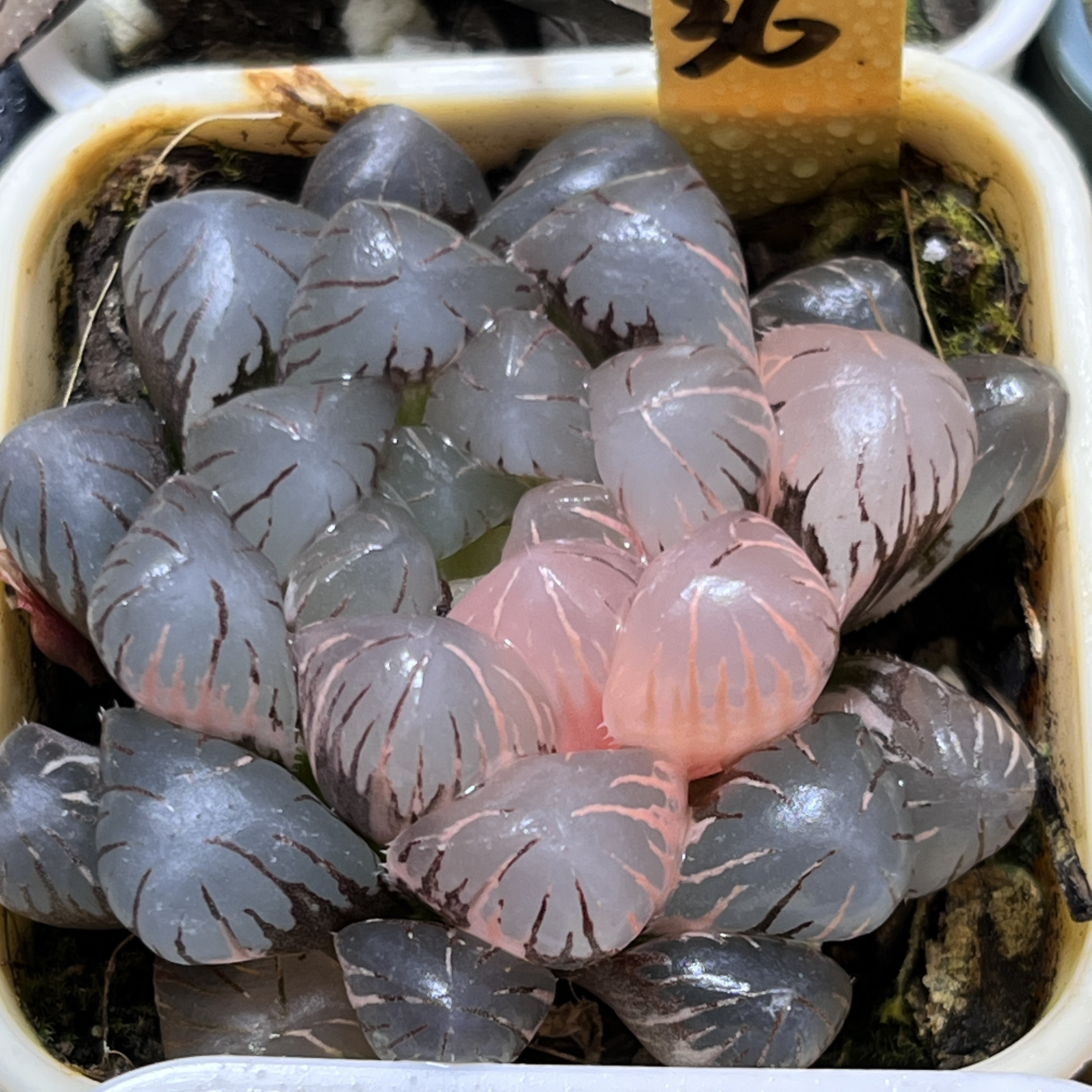 十月十一日锦任选，冠幅3-5厘米，