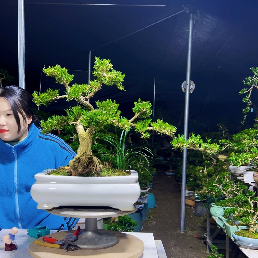 天***墙无花朵黄杨木       