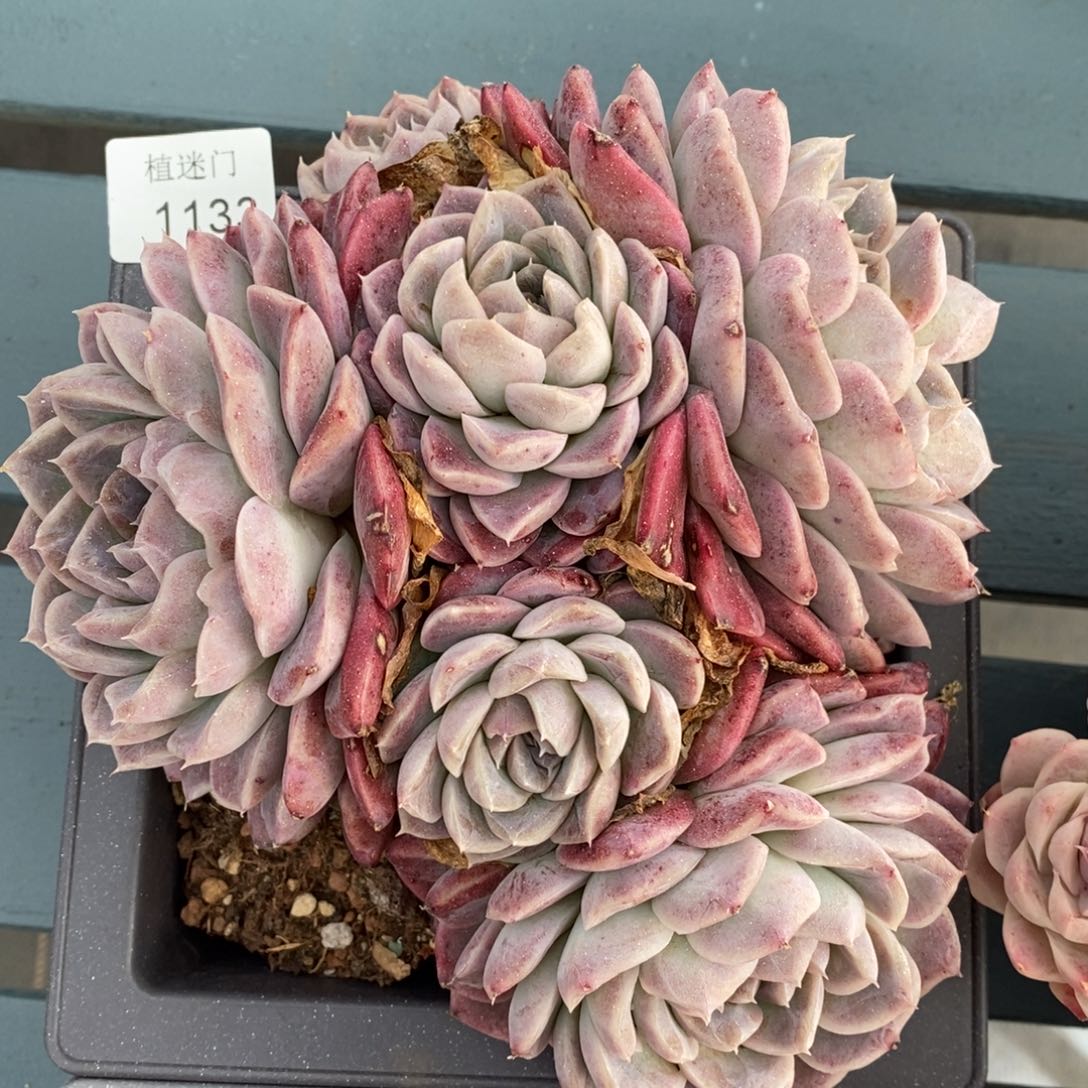 衣*杂交精品多肉1133