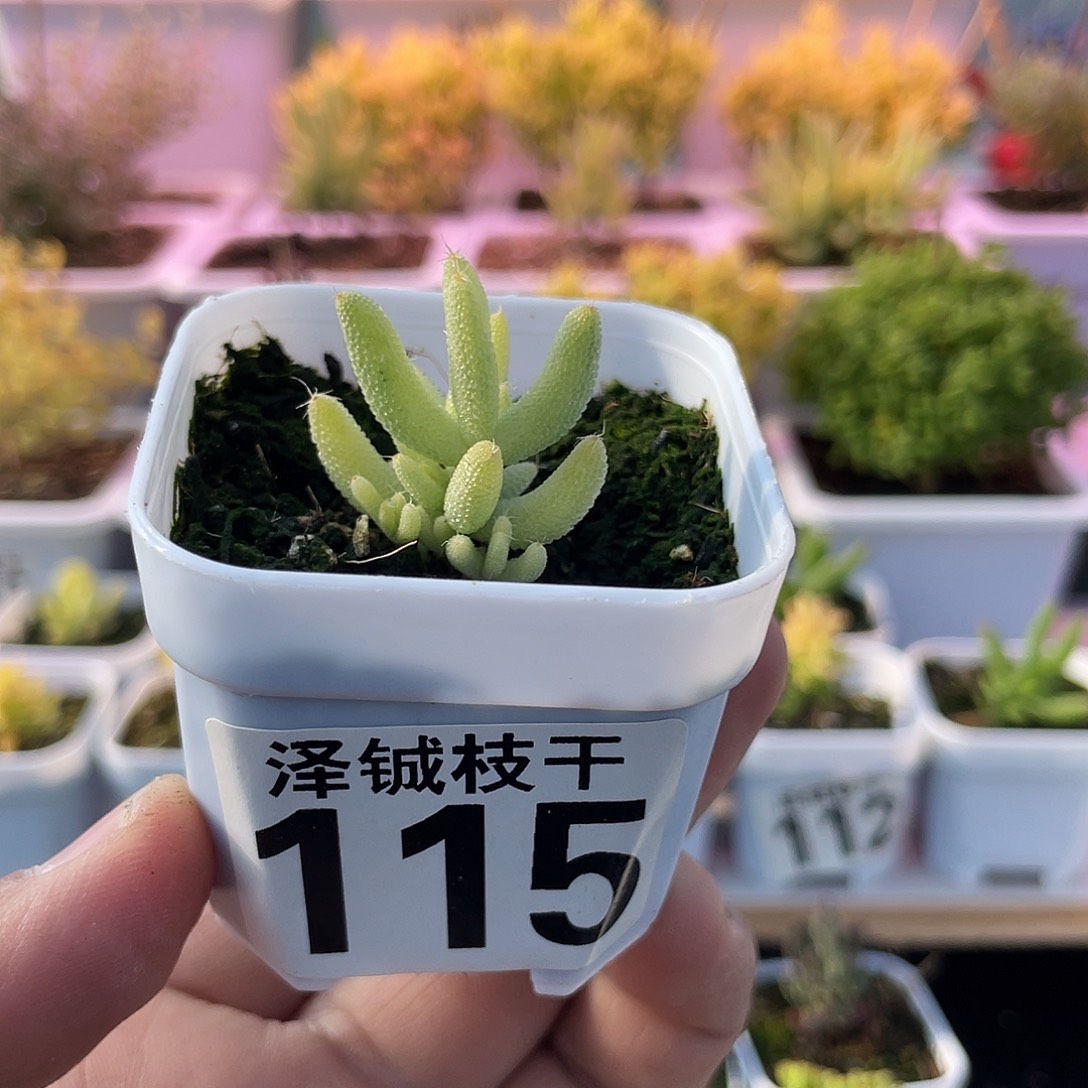 115枝干番杏玉米锦