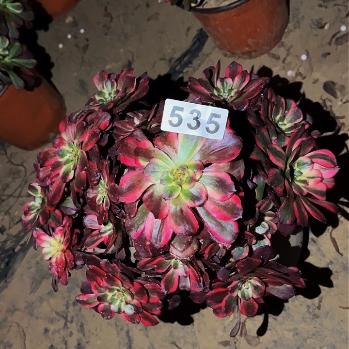 535烟花多肉植物处理不售后