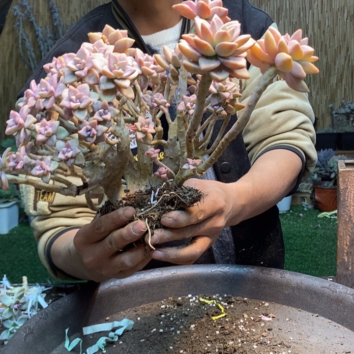 执***颜423 号淡雪多肉植物