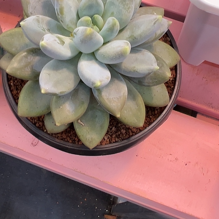 あ***³黄胖体大单头一颗肉肉