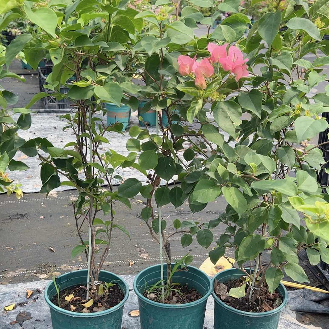 当前无花栽培后可以开花水晶一颗