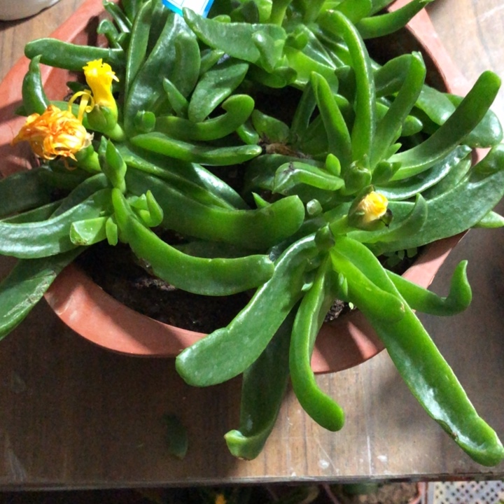 雨**燕佛手托金一物一拍367