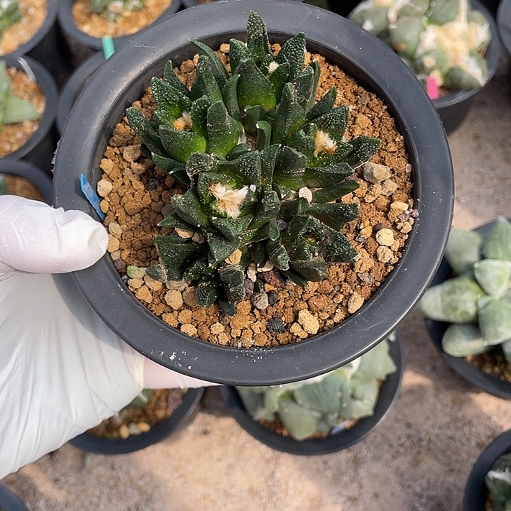 自根群生勃氏牡丹福利