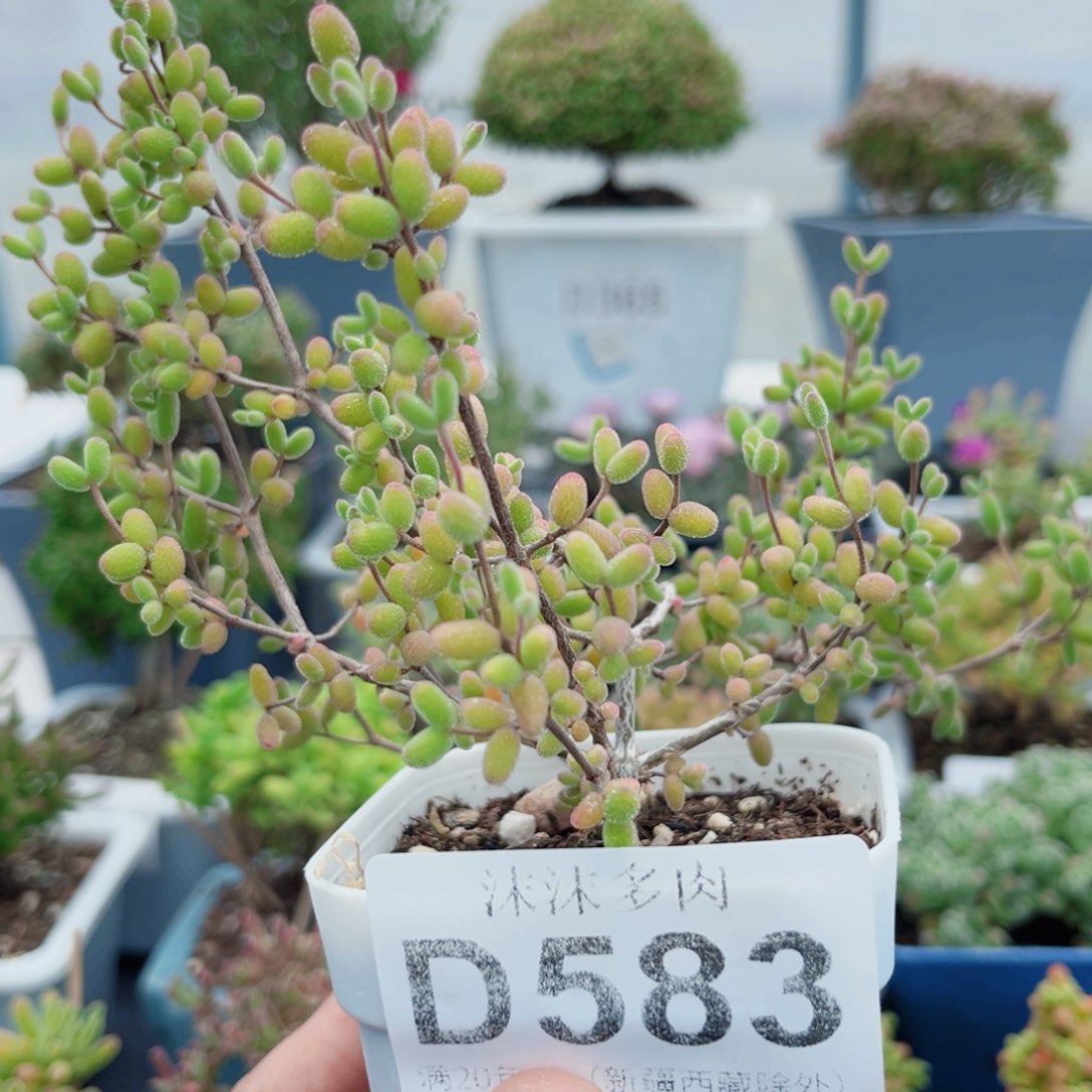 ?****?583实生糖球老桩