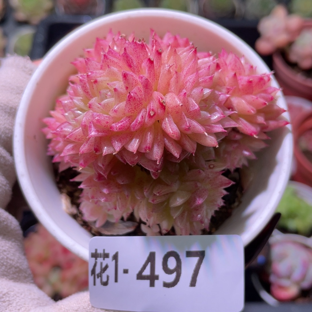 花利美1-497麦秆群