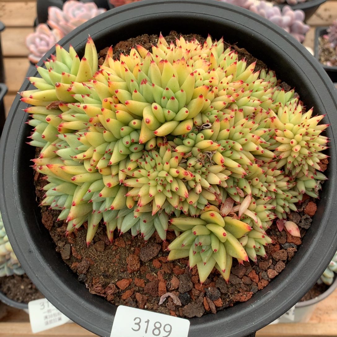 18厘米虎金缀3189