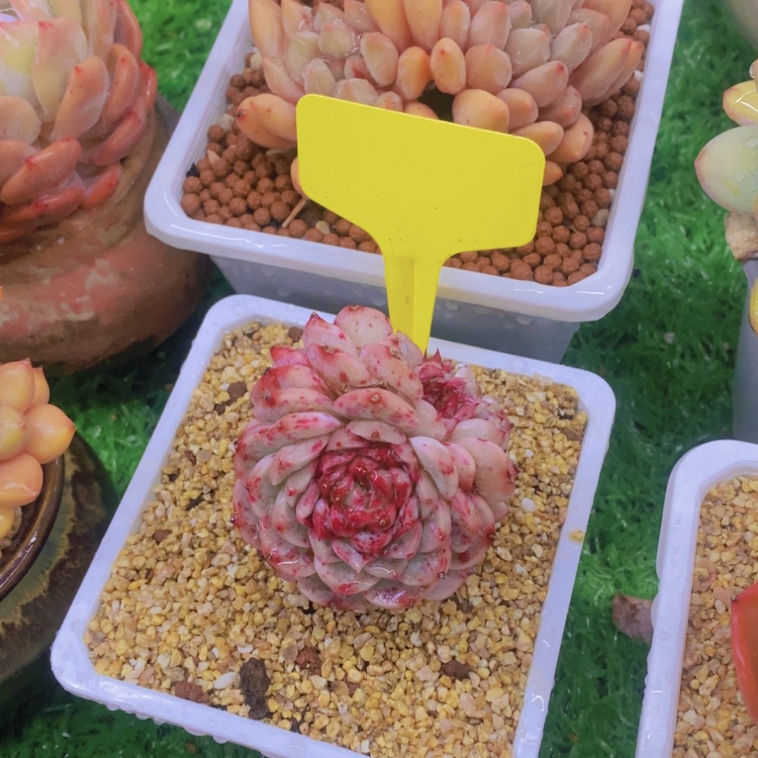 杨*⌯开心多肉植物多肉