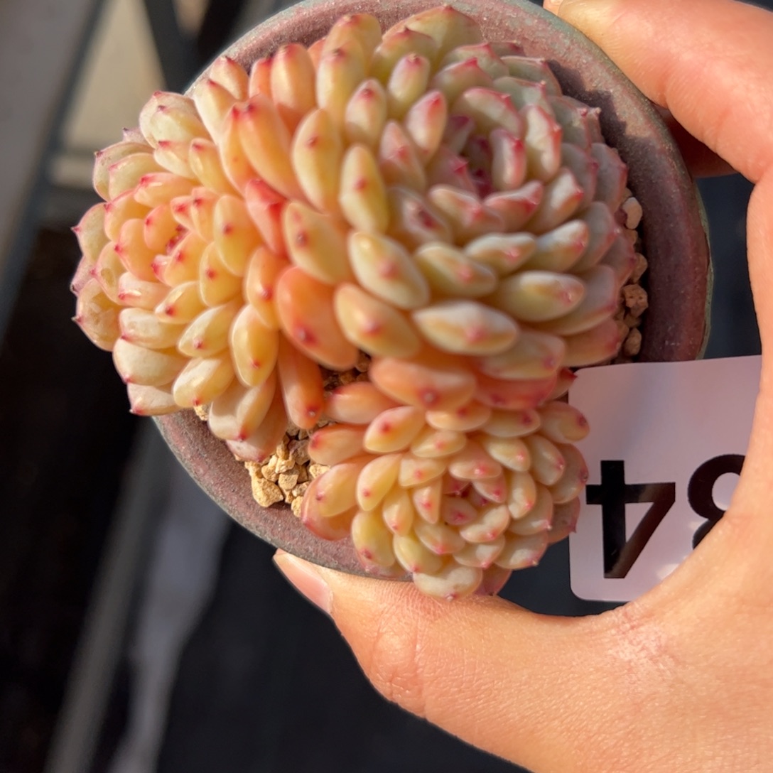 434 多肉植物组合盆栽