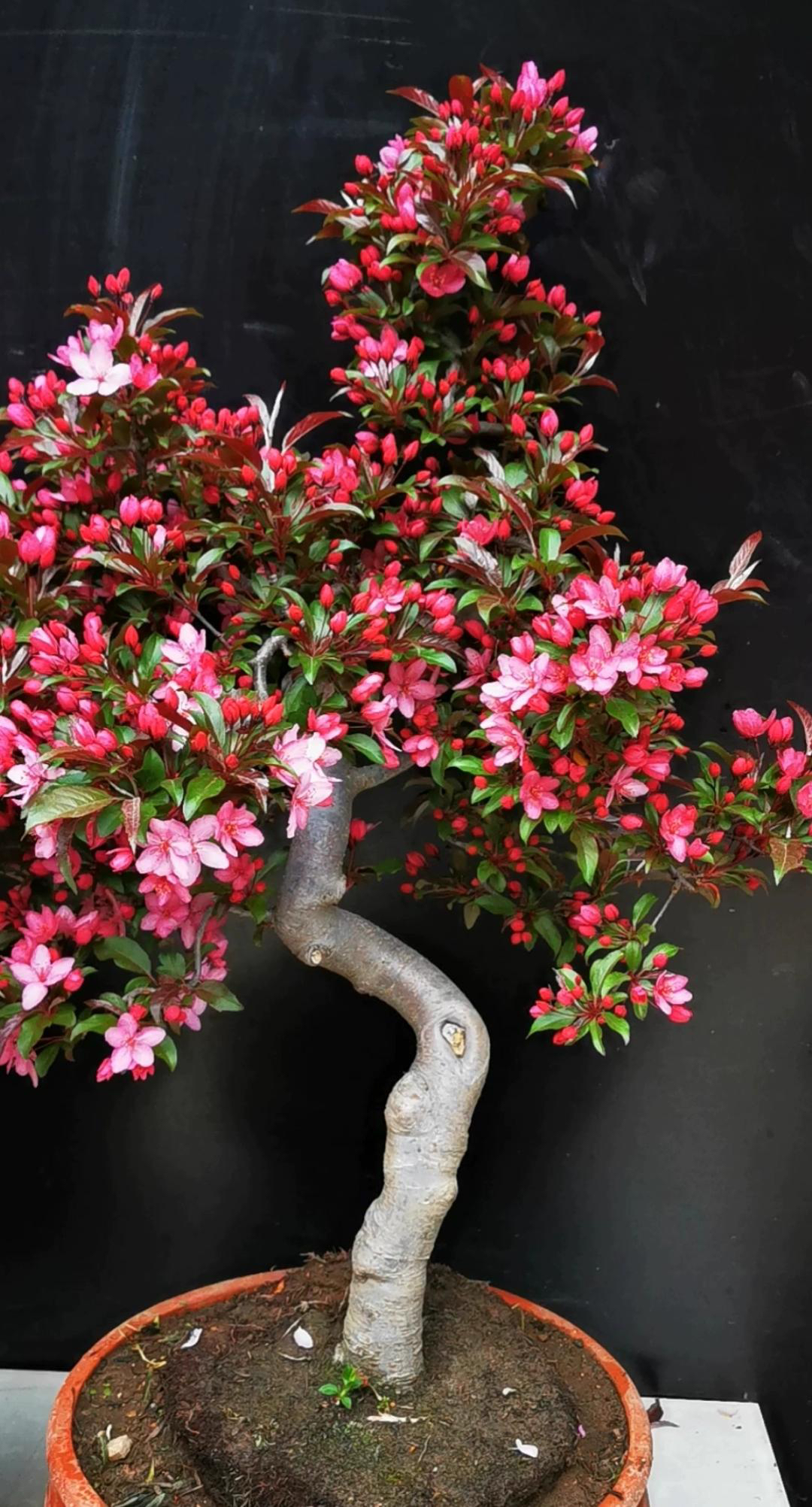【红色挚爱】红肉盆景南北方可种