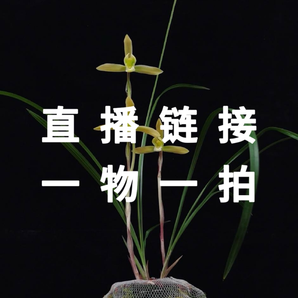 兰花莲瓣兰直播间下单邮费补差