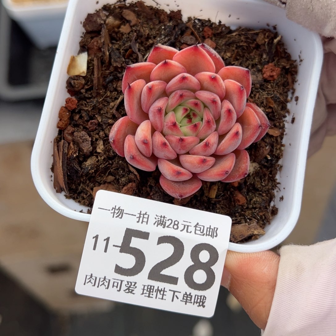 星空珍妮多肉多肉多肉多肉多肉