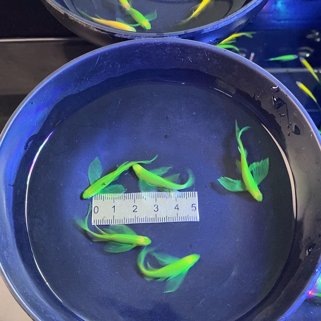 斑马鱼蝶翼精品大种鱼翡翠绿翡翠5个