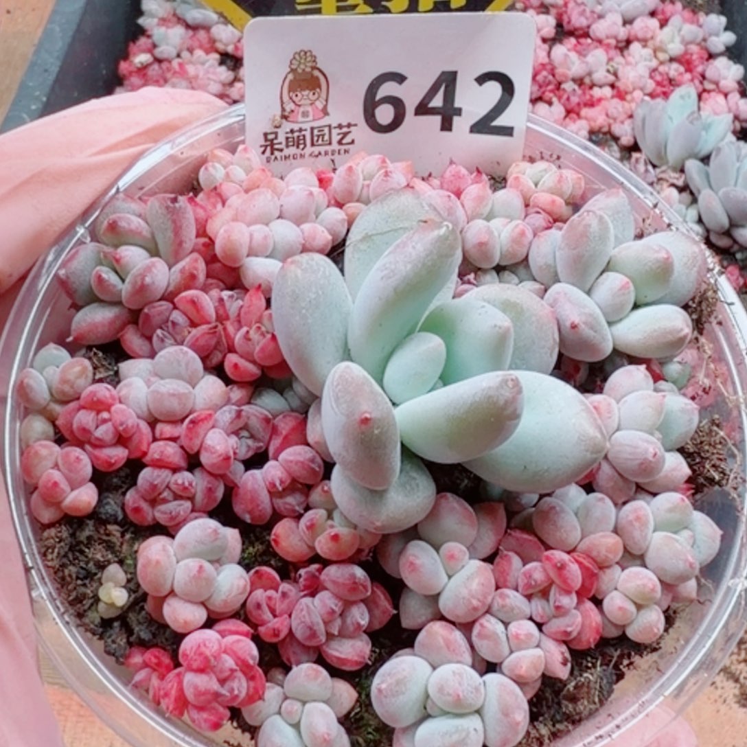 多肉植物多肉植物