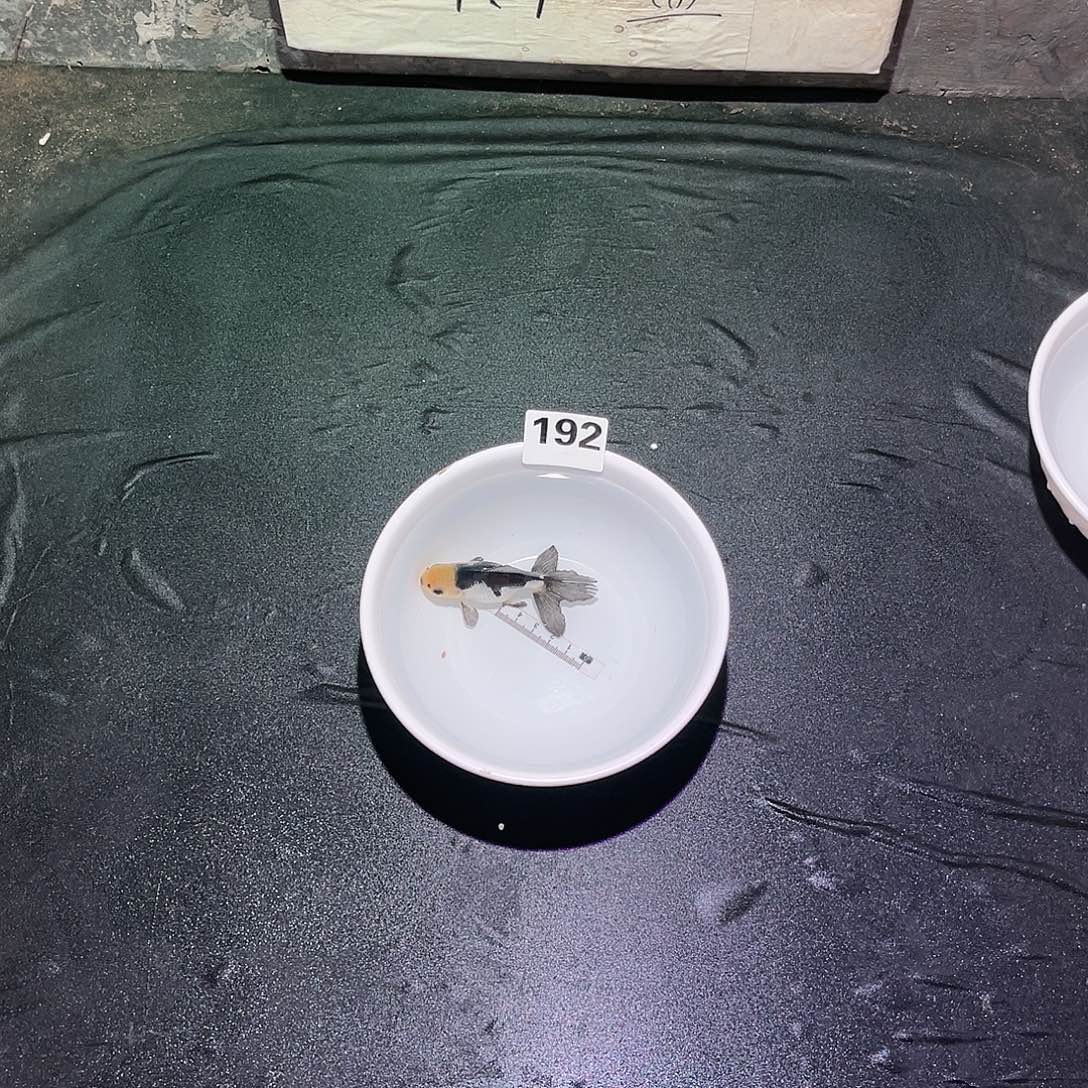 海水鱼来咯哦救救我8888