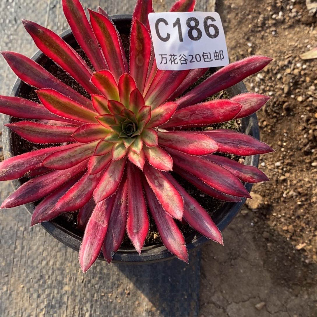 186朱雀单头12厘米量拍多肉