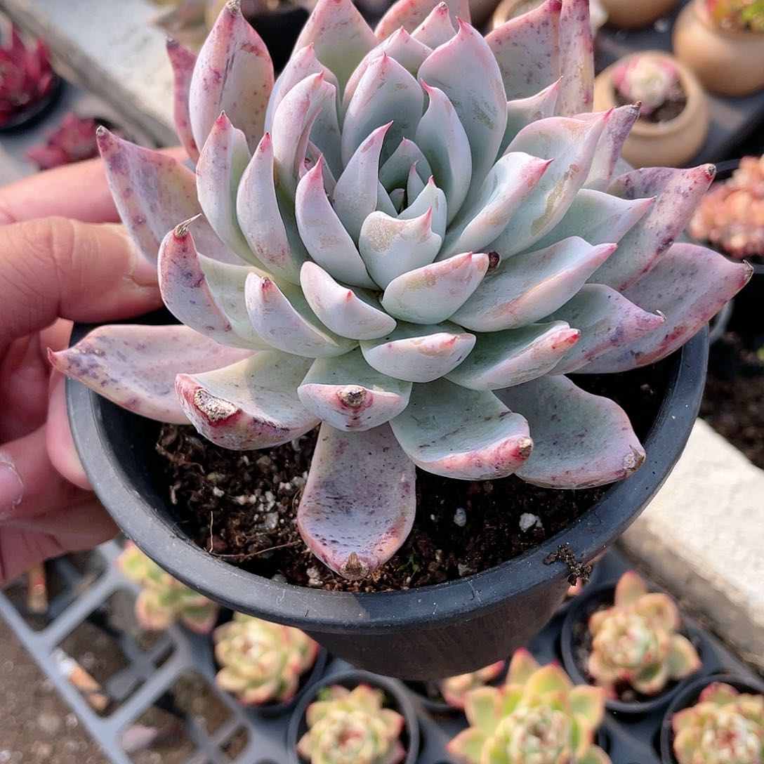 2413  白玉菇 六月六