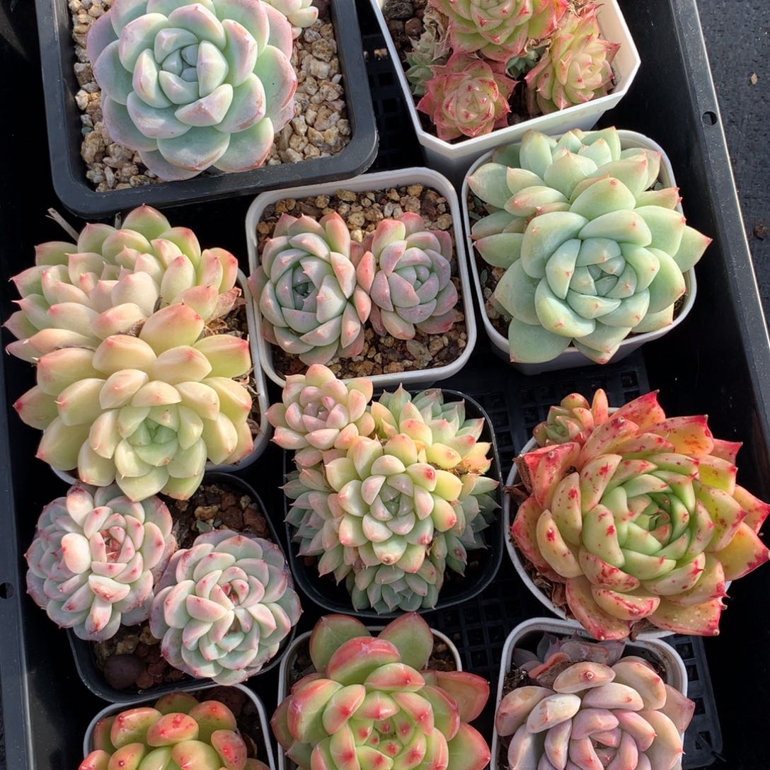 1127-65 套餐一组