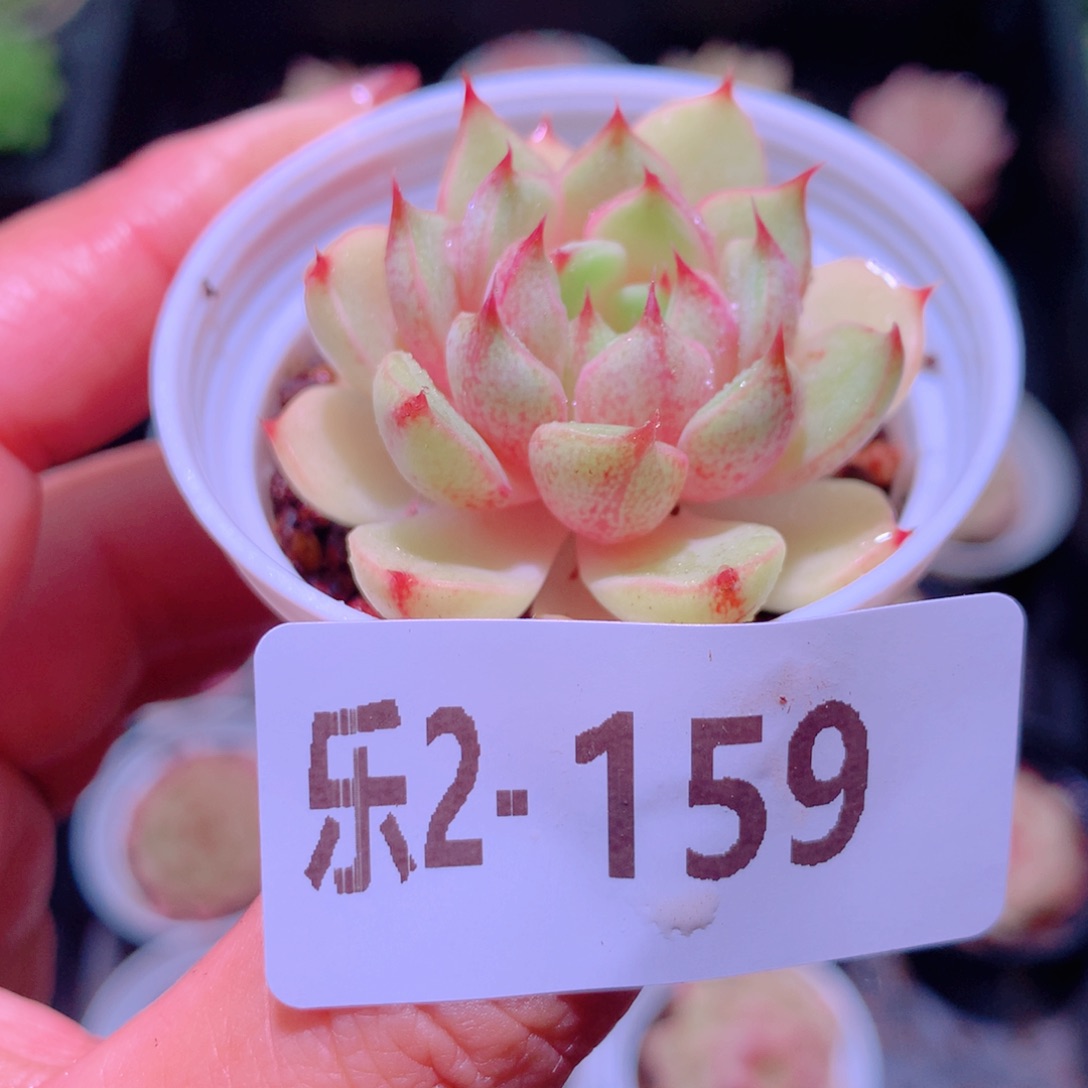 乐然 2-159 苯巴蒂斯 
