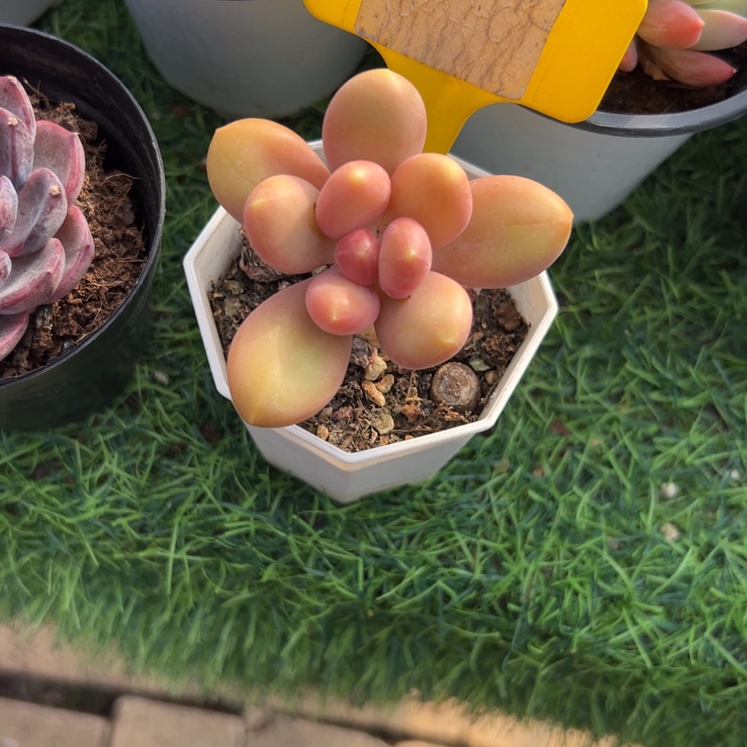 单头芒果奶多肉植物