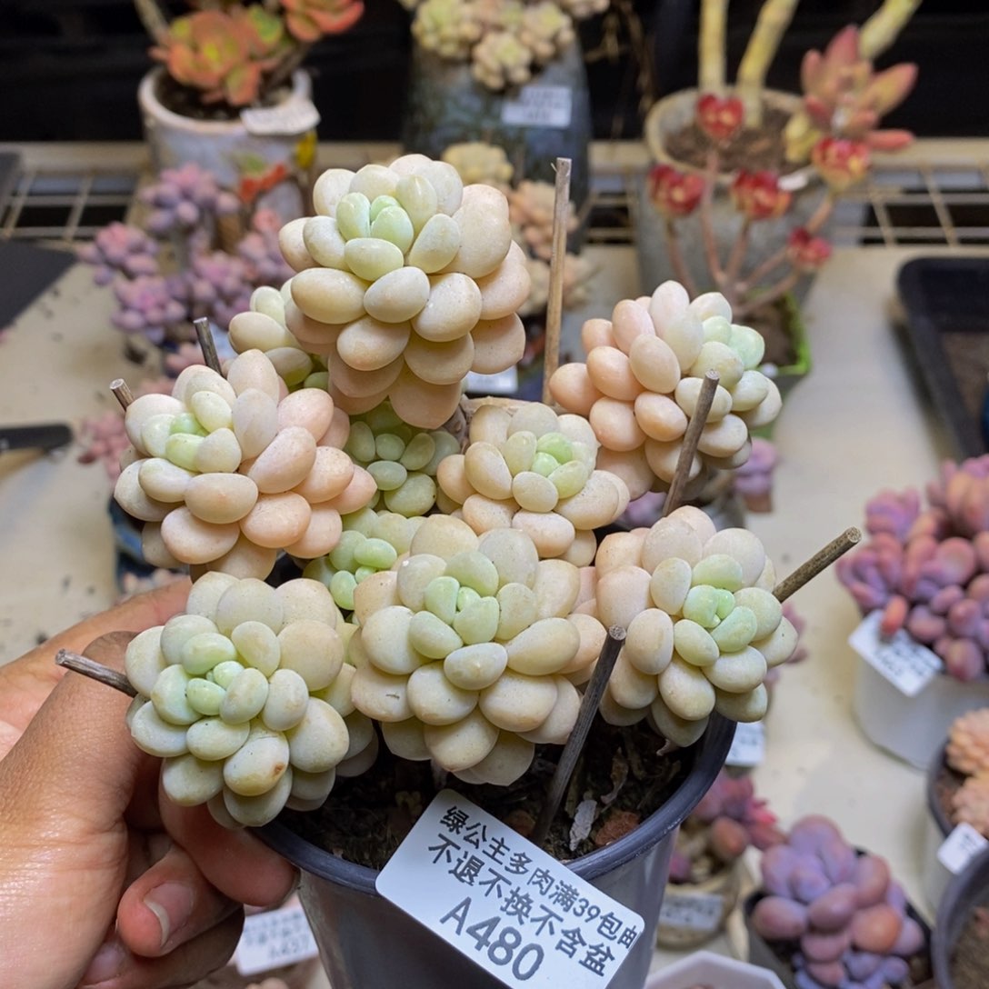 480洛可可多肉9c m