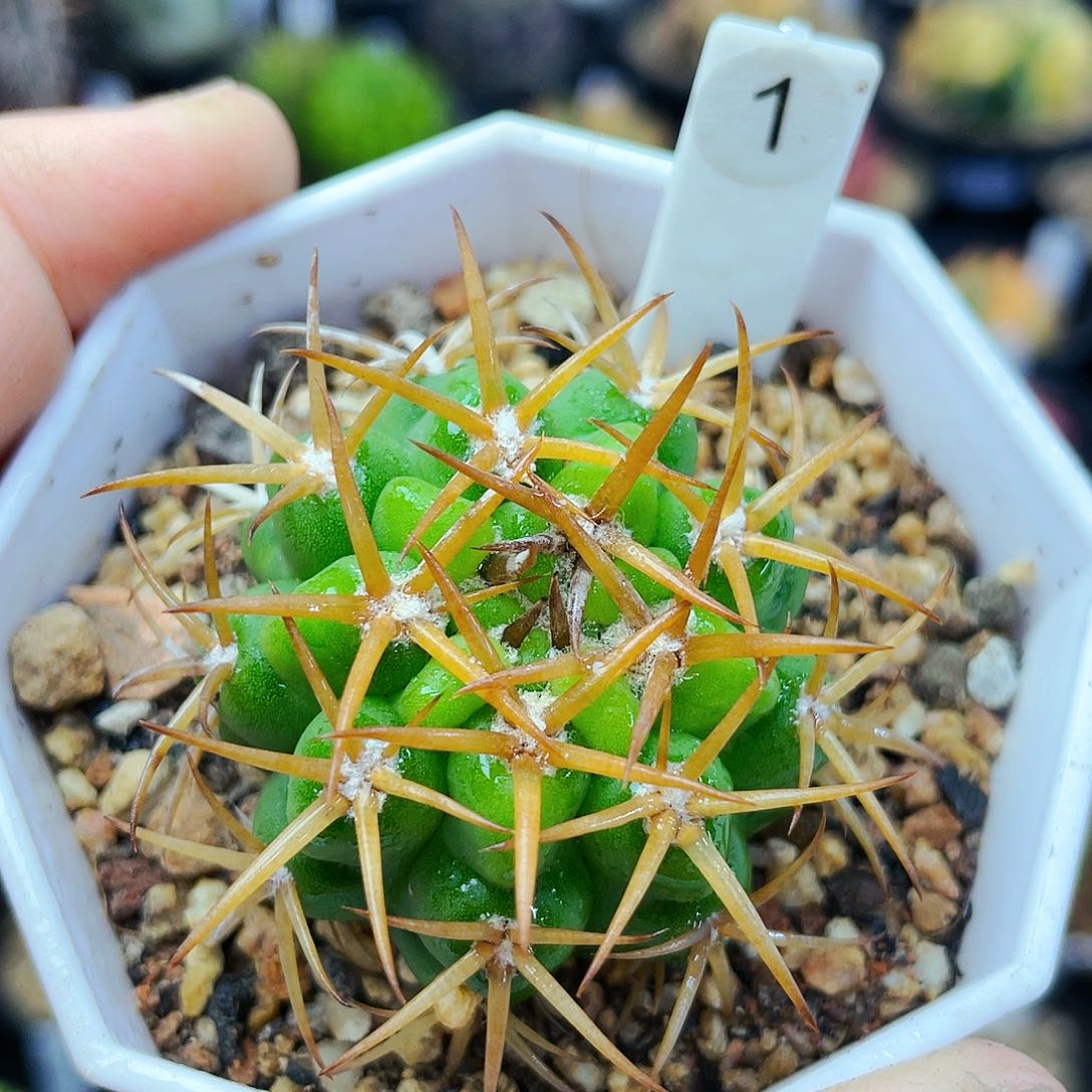 非偏远地区25包邮仙人球