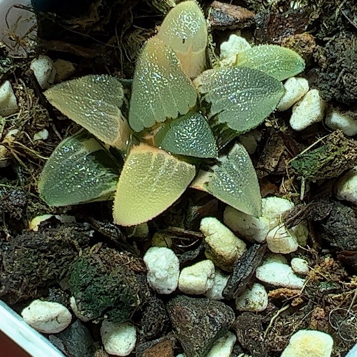 恭喜发财大吉大利0213春春克