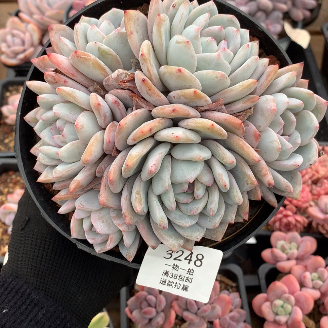 16厘米六头有砍星影3248