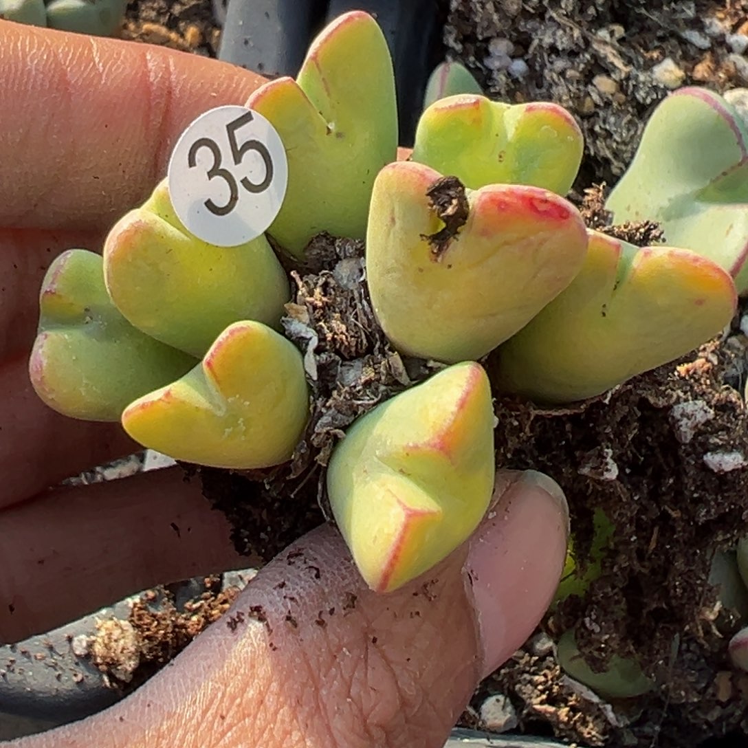 多肉植物11111111111111111