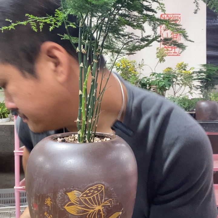 S***o以实际为准盆景盆栽盆景226