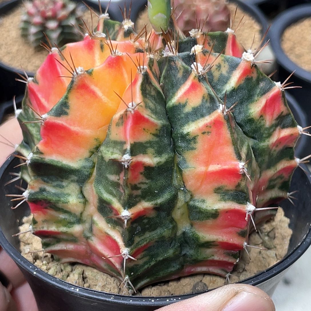 无花朵泰系实生根，复棱米哈锦