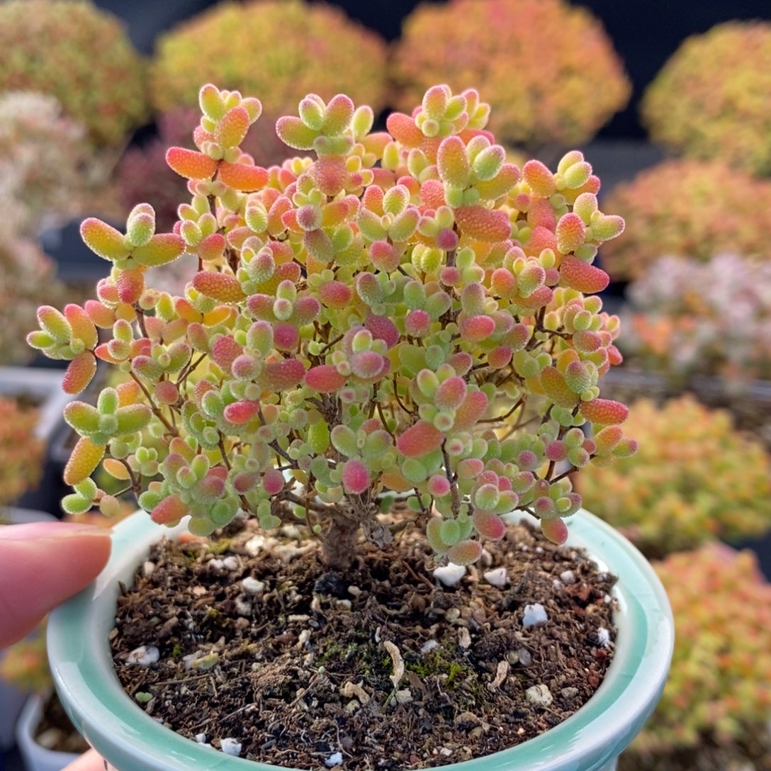 263福利蜜橘球 。        