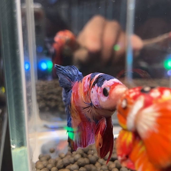 斗鱼黑240号巨斗将军