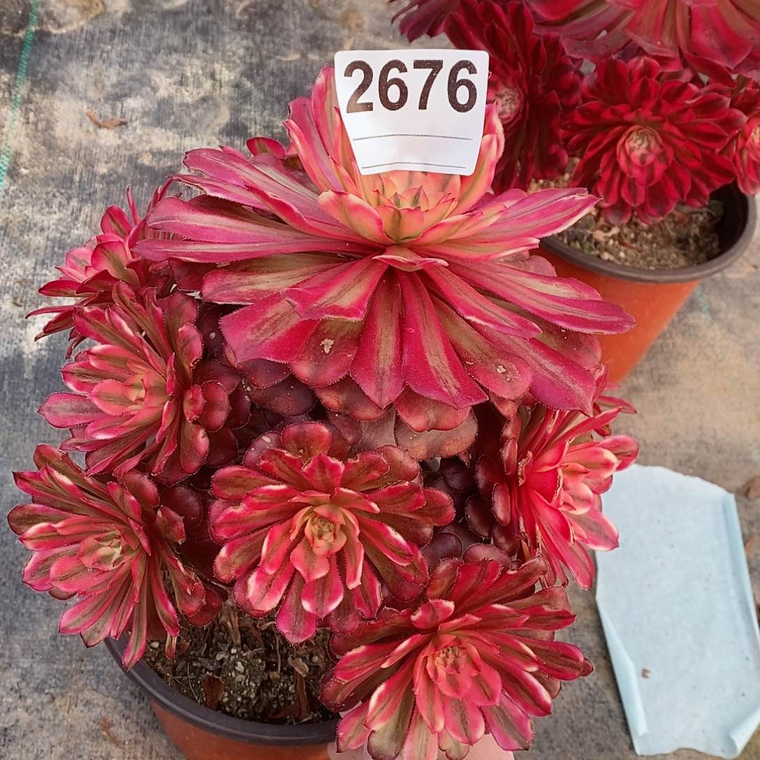 红陶2676月婵4多肉