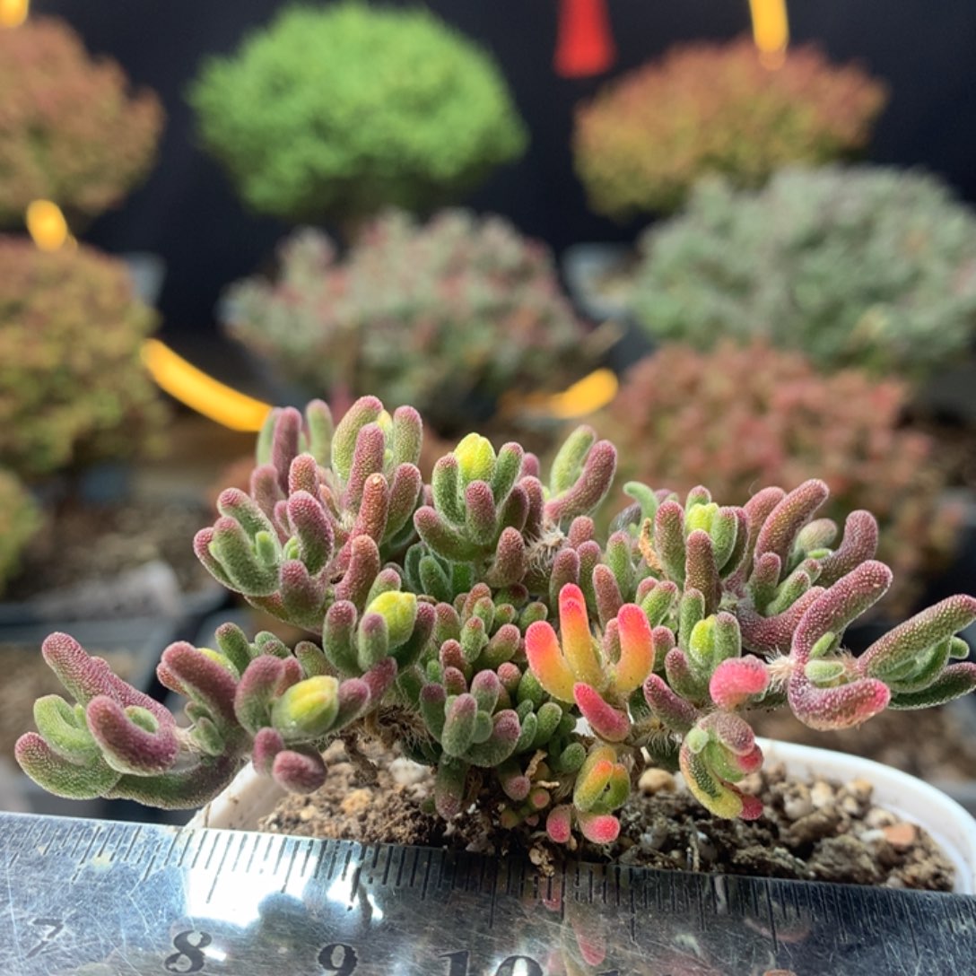 c330荧光兔锦枝干番杏