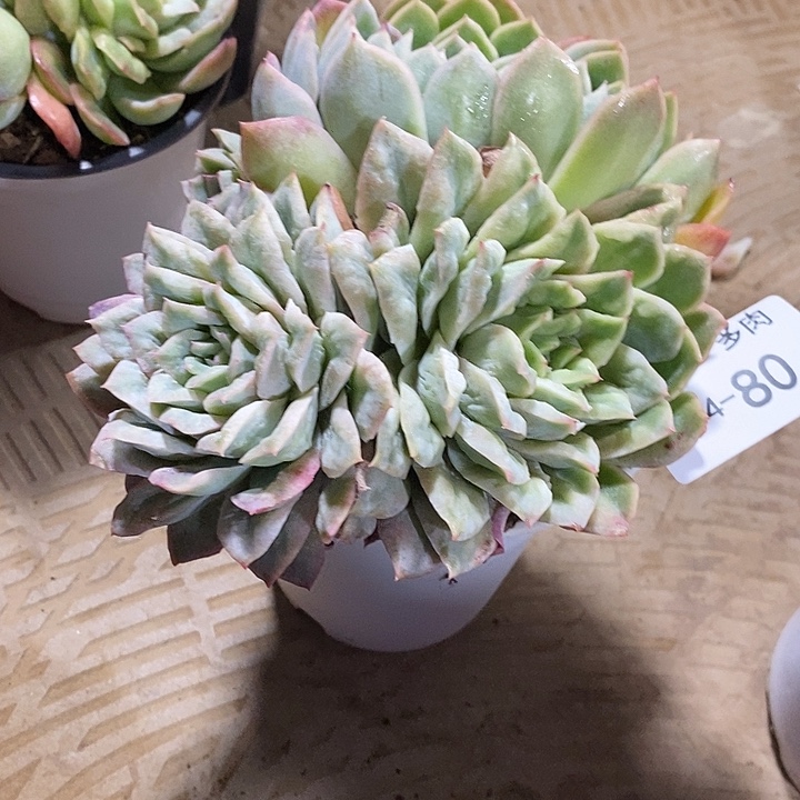 ℳ****小七夕多肉泡泡纱80