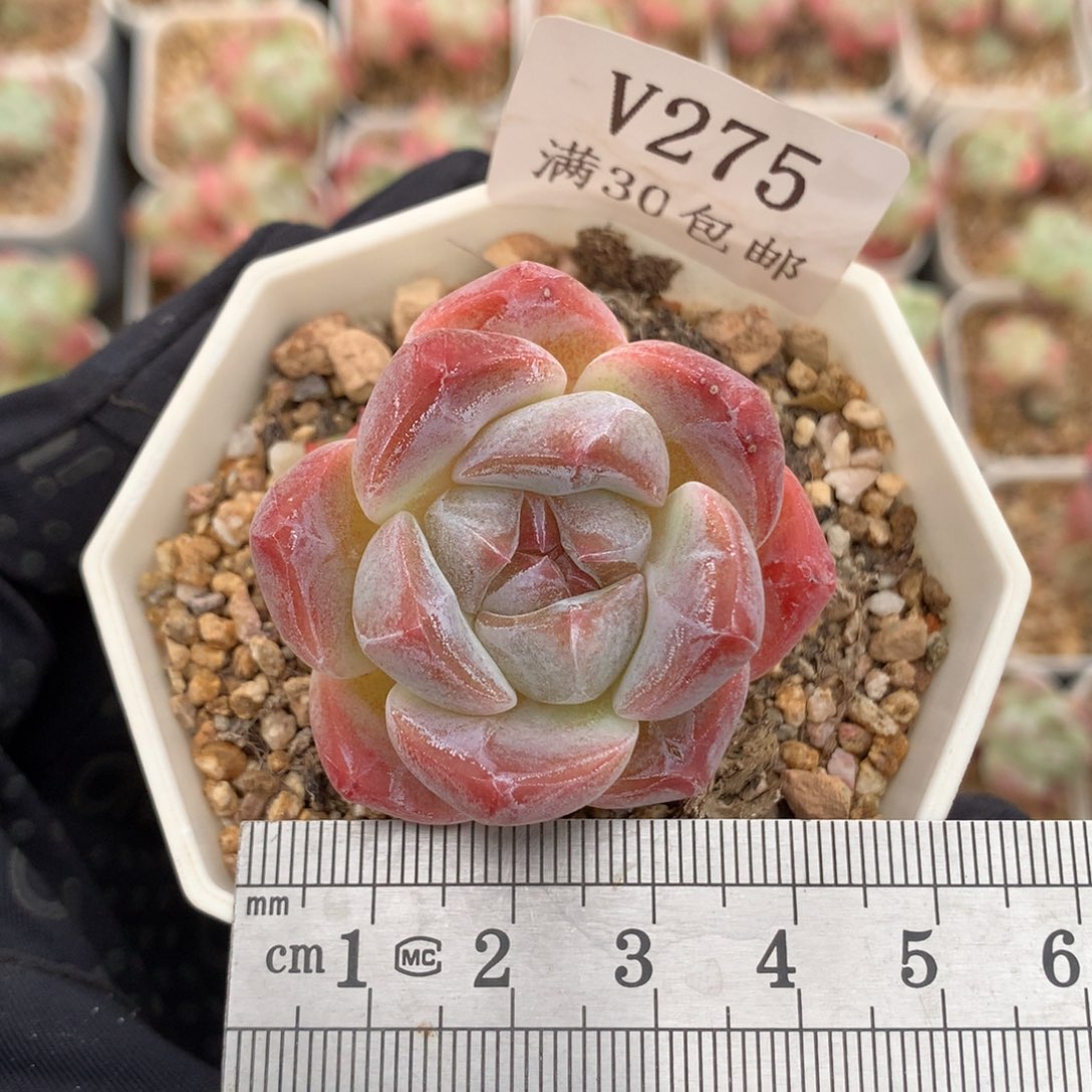 275。巧克力色冰糕。带两崽。