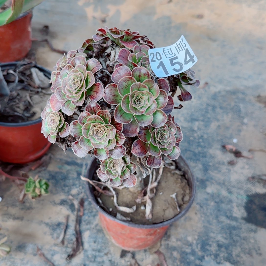 拉丝锦154满20包邮断枝不包