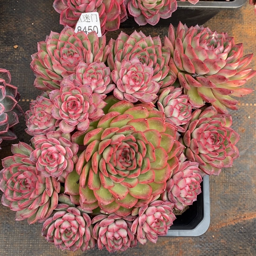 执****杂交精品多肉~8450~25厘米~物流