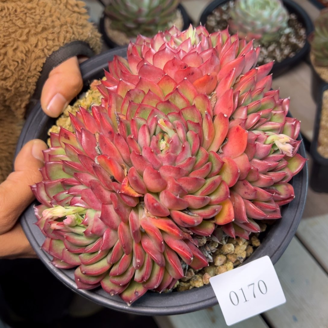 A****o0170肉多么多么多么肉