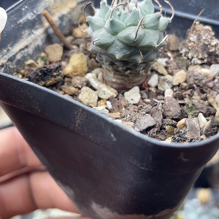 实生娇丽一颗包邮