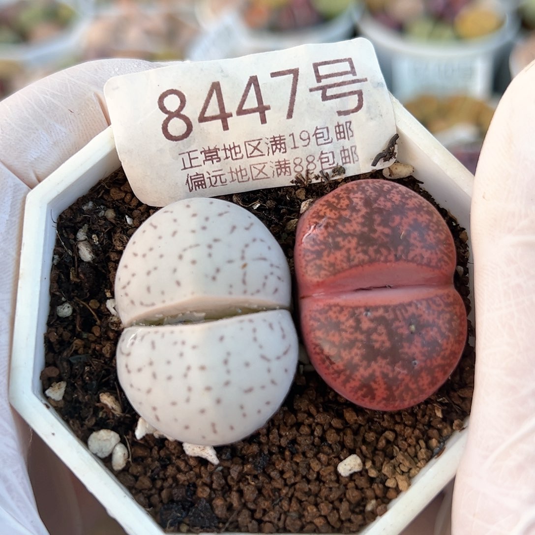 好养易活生石花大母本8447