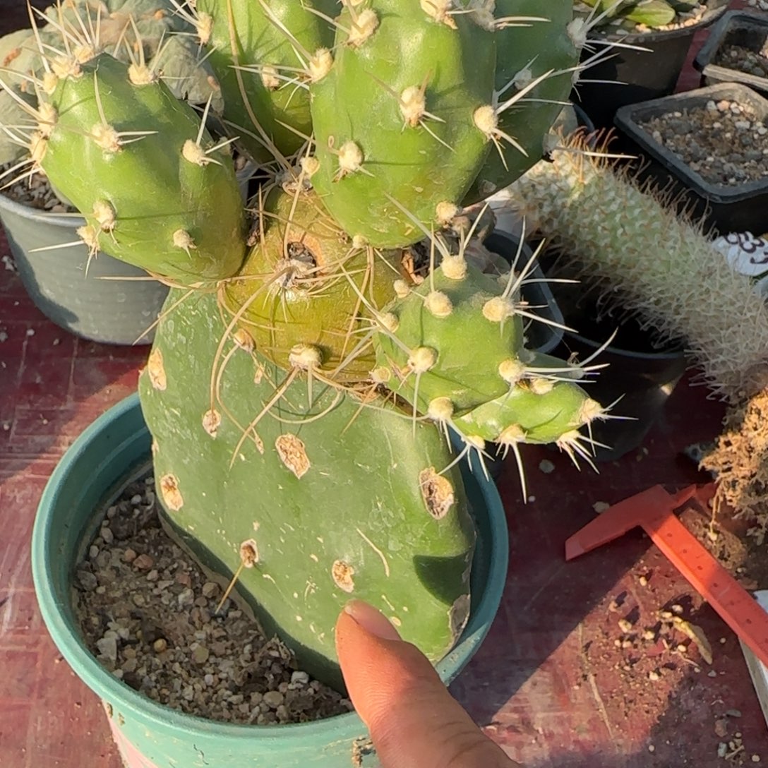 无花朵鬼舞者群头